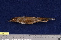 藏品(紋翼畫眉)的圖片